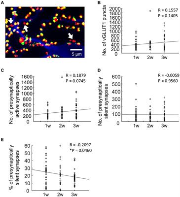 Location analysis of presynaptically active and silent synapses in single-cultured hippocampal neurons